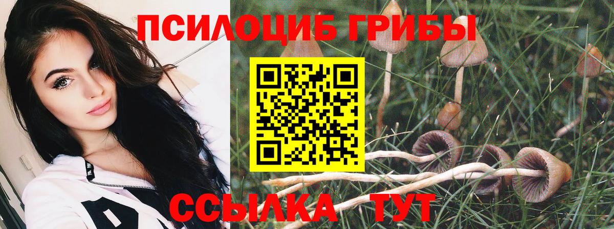 Псилоцибиновые грибы Psilocybe Ишим